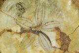 Fossil Sand Dollar (Astrodapsis) on Sandstone - Texas #164774-1